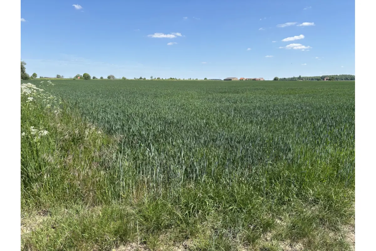 Terrain à vendre à Aubechies 7972 175000.00€  chambres m² - annonce 469971