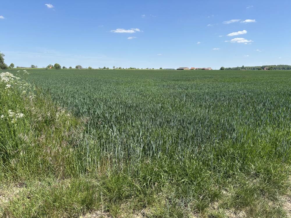 Terrain à vendre à Aubechies 7972 175000.00€ chambres m² - annonce 469971