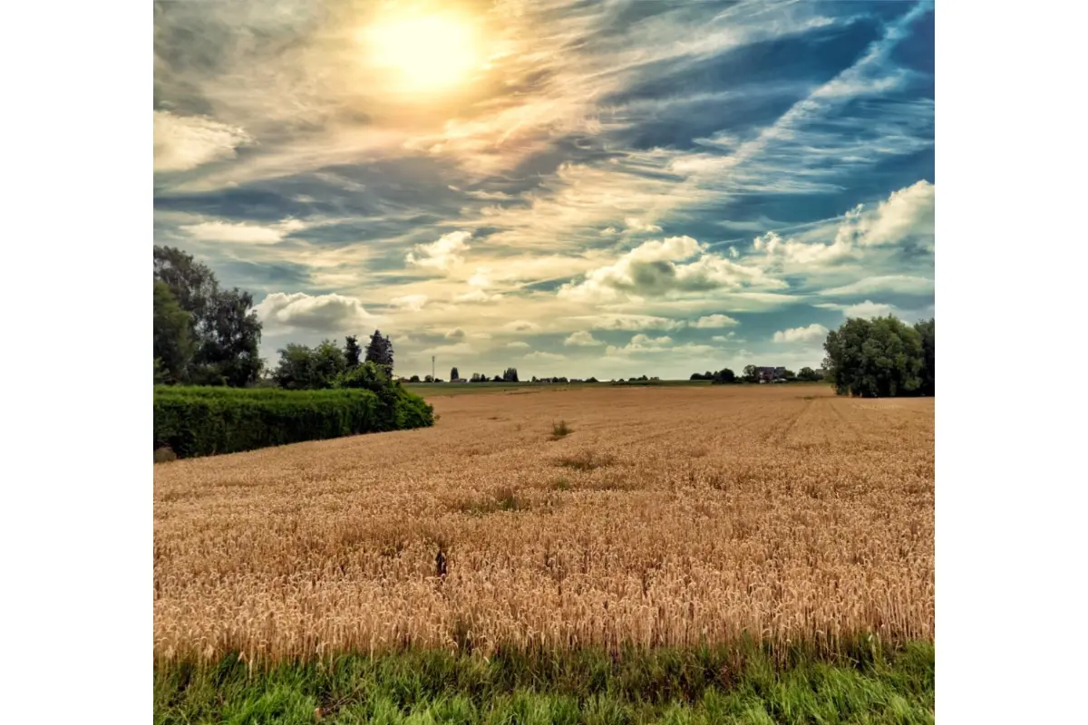 Terrain à vendre à Eugies 7080 95000.00€  chambres m² - annonce 481348